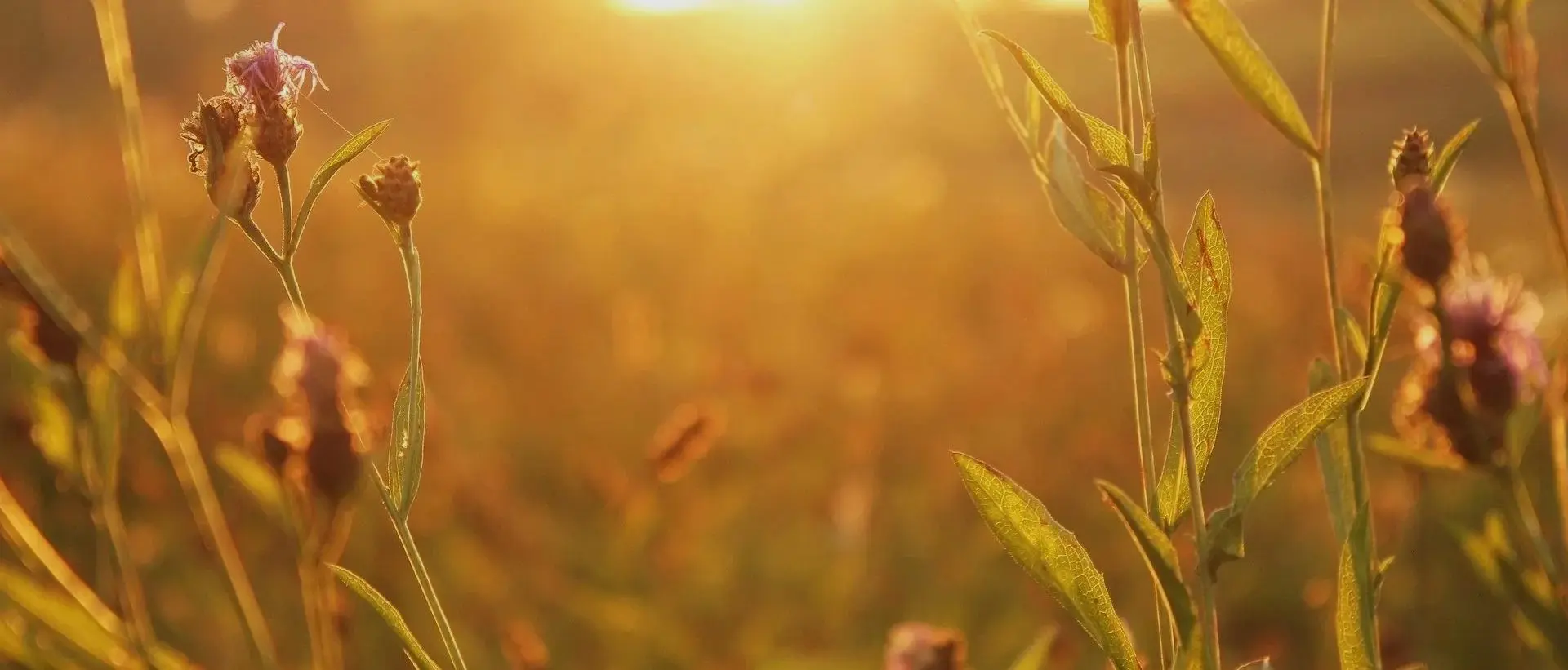 A field of grass with the sun shining in it.