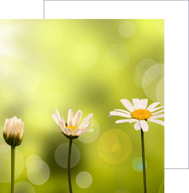 A group of daisies in the grass with green background.